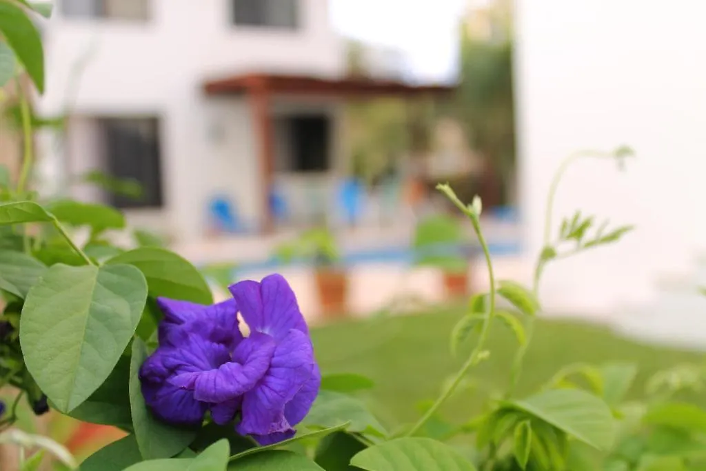 *** Bed & Breakfast Green Oasis Home Boutique Playa del Carmen Mexico